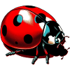 Ladybird