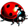 Ladybird