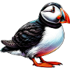 Puffin