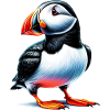 Macareux