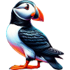 Puffin