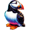 Puffin