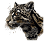 Clouded Leopard Nebelparder