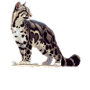 Clouded Leopard Nebelparder
