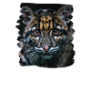 Clouded Leopard Nebelparder