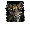 Clouded Leopard Nebelparder