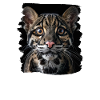 Clouded Leopard Nebelparder