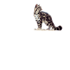 Clouded Leopard Nebelparder