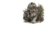 Clouded Leopard Nebelparder