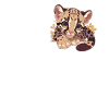 Clouded Leopard Nebelparder