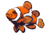 Clownfish Clownfische Clownfisch