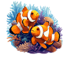 Clownfish Clownfische Clownfisch