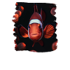 Clownfish Clownfische Clownfisch