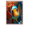 Clownfish Clownfische Clownfisch