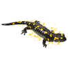 Fire Salamander Salamander