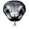 Schlange Python Kobra Mamba Klapperschlange Snake