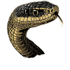 Schlange Python Kobra Mamba Klapperschlange Snake