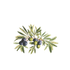Toscana Italy Olive Oil