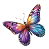 Butterfly Butterfly