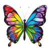 Butterfly Butterfly