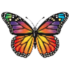 Butterfly Butterfly