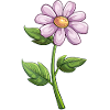 Fleurs