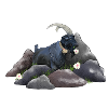 Capricorn