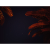 Palm leaves