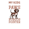 Perdiguero de Burgos Papa