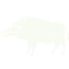 wild boar