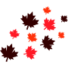 Maple Leaves
