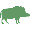 wild boar