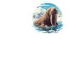 Walrus Walrosse Walross