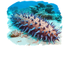 Sea Cucumber Seegurken Seegurke