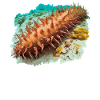 Sea Cucumber Seegurken Seegurke