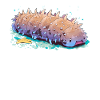 Sea Cucumber Seegurken Seegurke