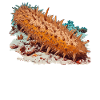 Sea Cucumber Seegurken Seegurke
