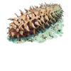 Sea Cucumber Seegurken Seegurke