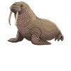 Walrus Walrosse Walross