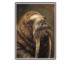 Walrus Walrosse Walross