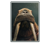 Walrus Walrosse Walross