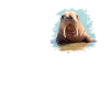 Walrus Walrosse Walross