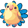 Perruche, moineau, volée d’oiseaux
