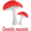 Autumn mushrooms