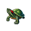 Turtle Red-eared Turtle
