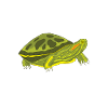 Turtle Red-eared Turtle