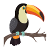 Toucan
