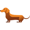 Small Sweet Dachshund Caramel