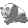 Panda big
