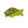 Turtle Red-eared Turtle